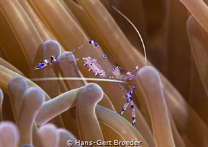Anemone shrimp by Hans-Gert Broeder 